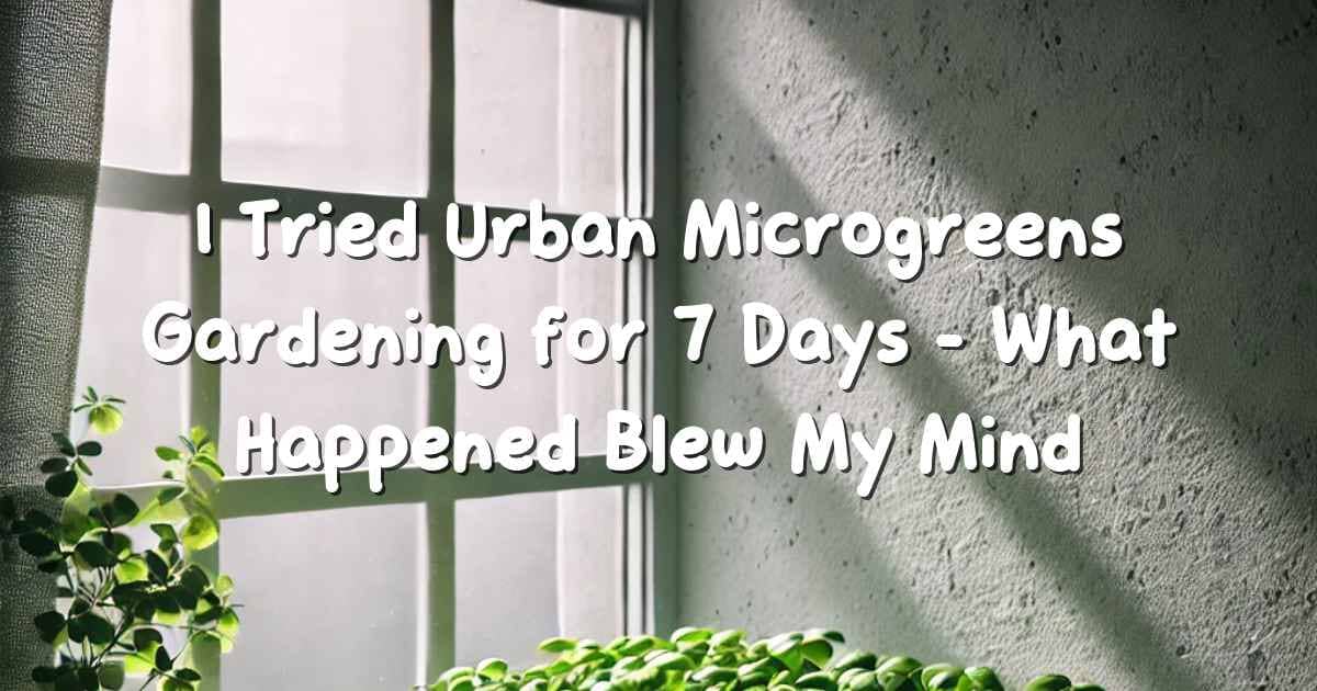 Indoor urban microgreens growing in small trays on a windowsill