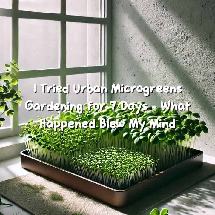 Indoor urban microgreens growing in small trays on a windowsill