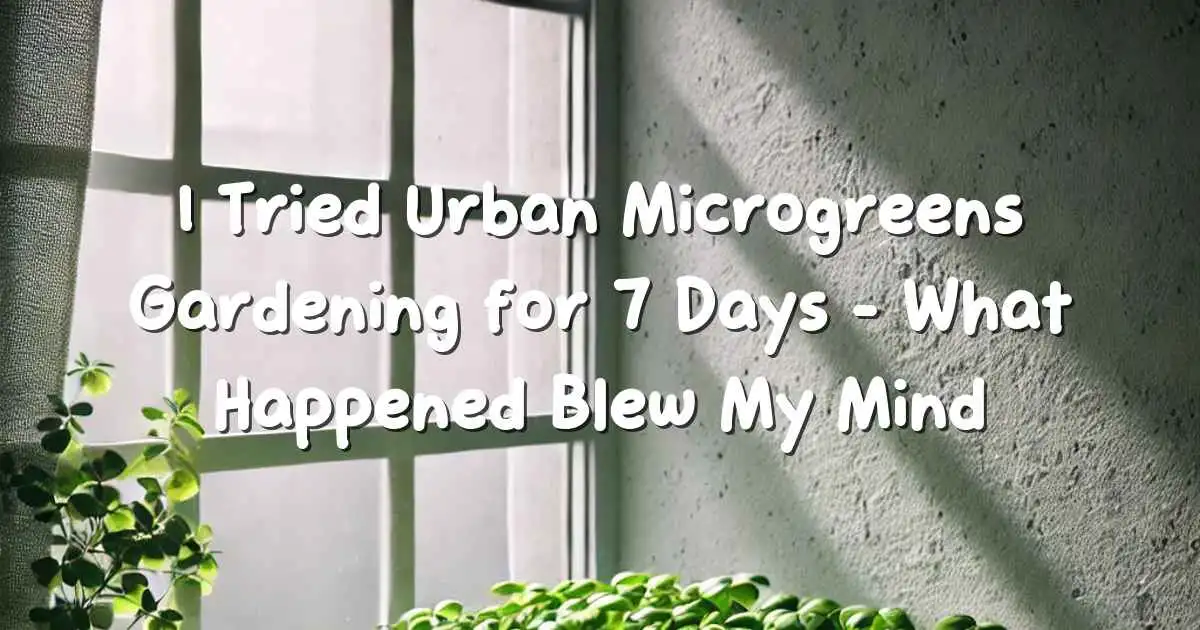 Indoor urban microgreens growing in small trays on a windowsill