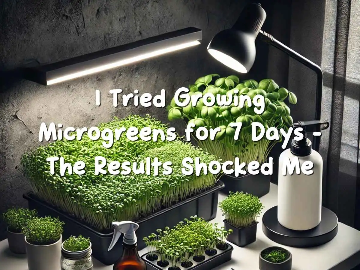 एक छोटे फ्लैट में उगते हुए इनडोर माइक्रोग्रीन्स की ट्रे